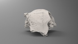 Bison latifrons skull piece, aka, "Haroldine" (front)